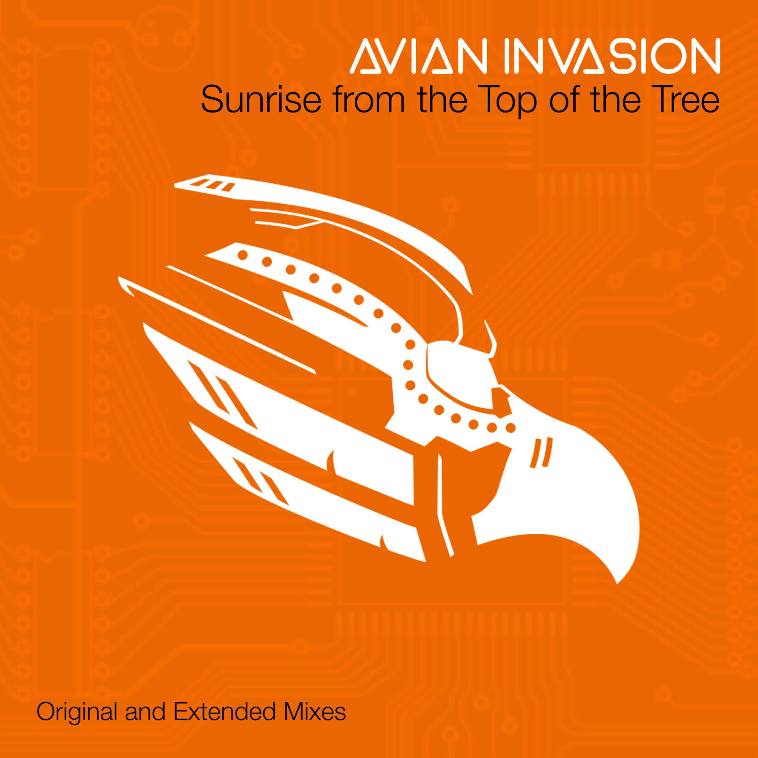 Sunrise from the Top of the Tree